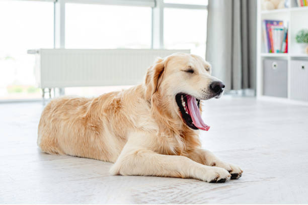 istock Golden retriever yawning resting on floor 1405490449