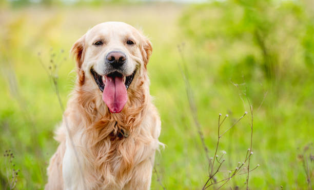 istock Golden retriever dog outdoors in summer 1405490452