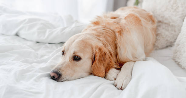 istock Golden retriever dog in the bed 1405490461