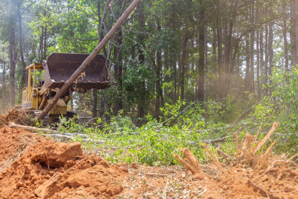 istock Using tractors skid steers to clear land from trees for a housing development 1405491239