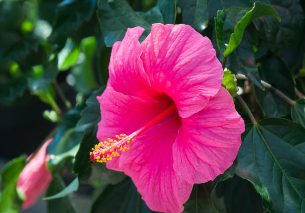 Close up of a pink hibiscus flower in full bloom