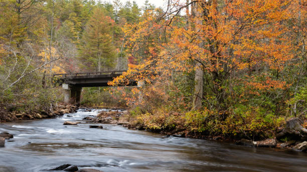 istock Refreshing Stream Flowing Under Bridge Deep in the Autumn Forest 1405491306