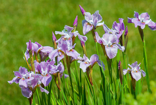 A row of purple Japanese iris flowers grow in a Cape Cod garden.