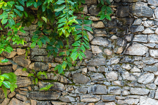 Old rough stone wall with green plants growing on it, abstract background photo texture