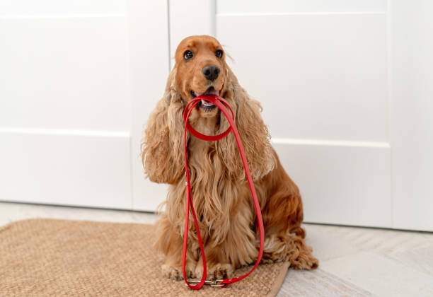 istock English cocker spaniel dog at home 1405493080