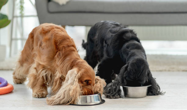 istock English cocker spaniel dogs at home 1405493087