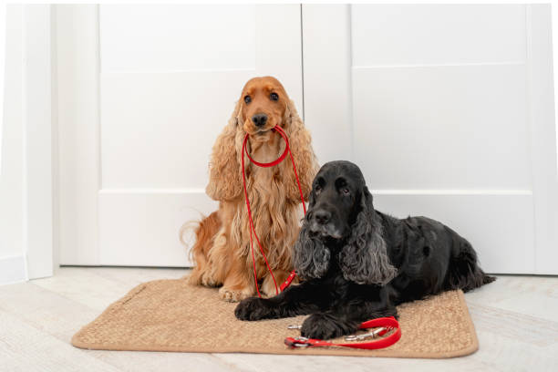 English cocker spaniel dogs at home