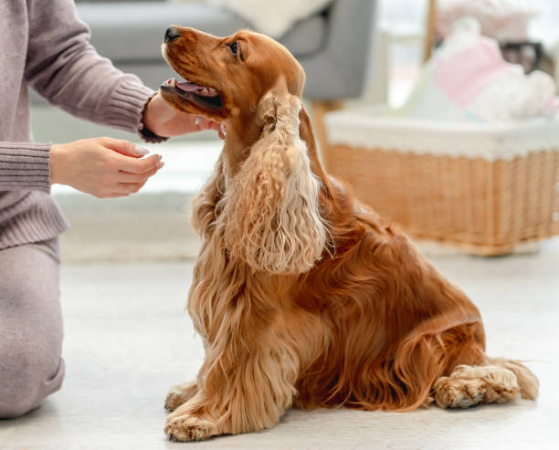 istock English cocker spaniel dog at home 1405493100