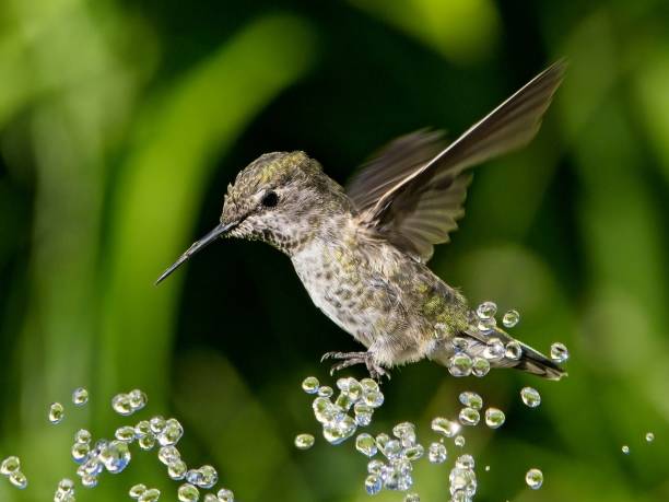 Hummingbird Fountain Stock Photos, Pictures & Royalty-Free Images - iStock