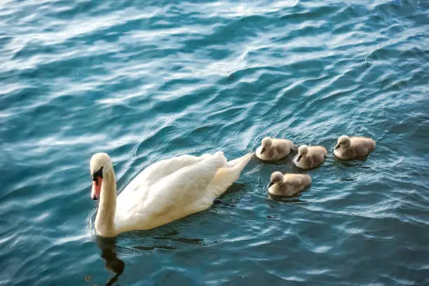 White mute swan swimming in blue water with her little gray cygnets close behind