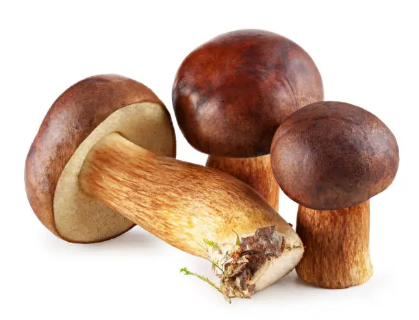 Bay boletes. Edible mushrooms (Boletus badius) isolated on white background. Package design element. Wild forest mushrooms