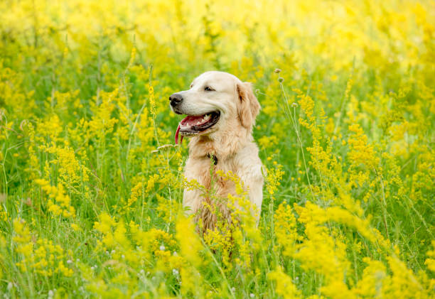 istock Funny golden retriever on flowering field 1405497452
