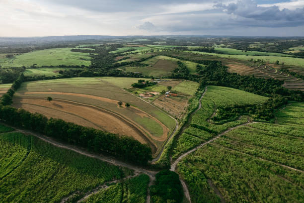 istock Agricultural area in Brazil 1405498619