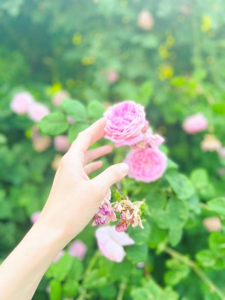 istock Beautiful female hand with a nice flower 1405499208