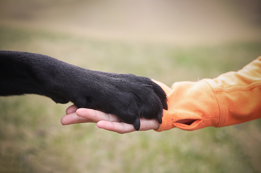 Close up of a woman holding hands with her dog symbolizing love