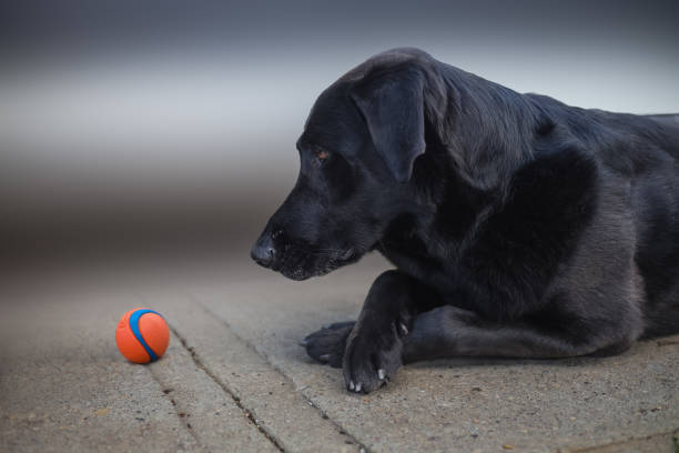 istock Black labrador watching a ball on the sidewalk 1405501389