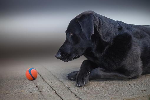 Black labrador intently watching a ball on the sidewalk