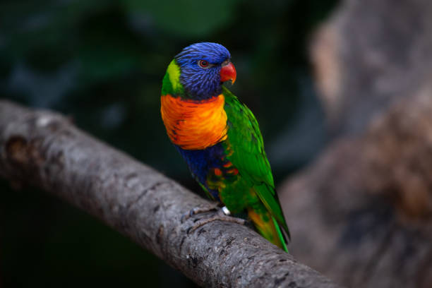 istock Exotic bird, parrot or lorikeet with beautiful colorful plumage 1405501461