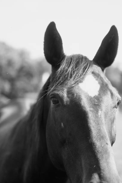 istock Horse Portrait 1405501589