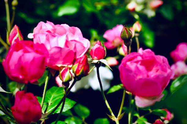 hermosas rosas rojas en crecimiento - motivation rock flower single flower fotografías e imágenes de stock