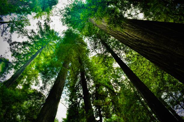 istock Sequoias Reaching For The Sun 1405506120