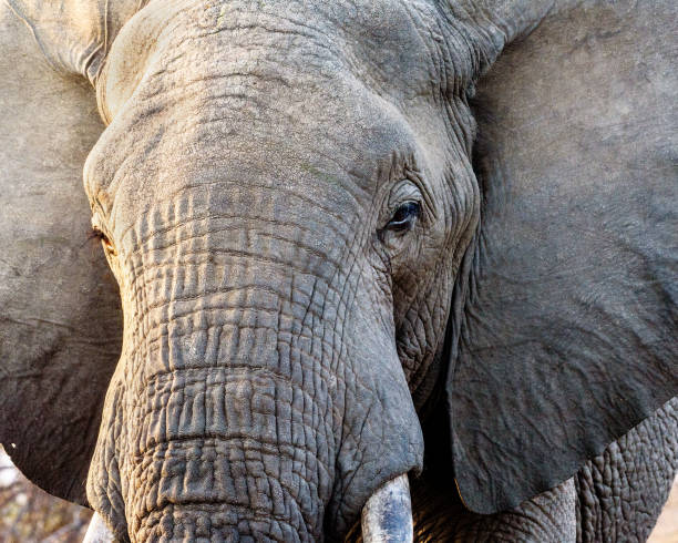 istock Close up of Elephant 1405507141