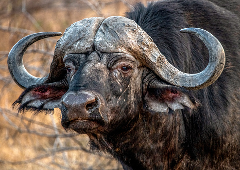 A yellow-billed oxpecker sitting on a buffalo’s head.