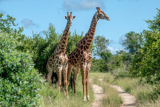 istock Giraffes walking onto a trail 1405507208