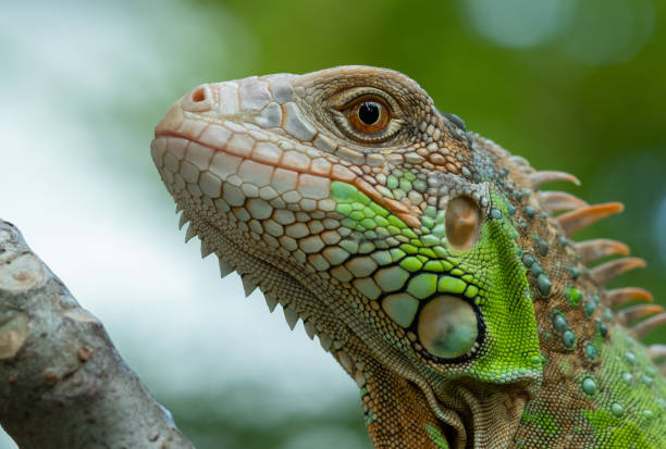 istock lizard, animal, green lizard with blur background 1405507920
