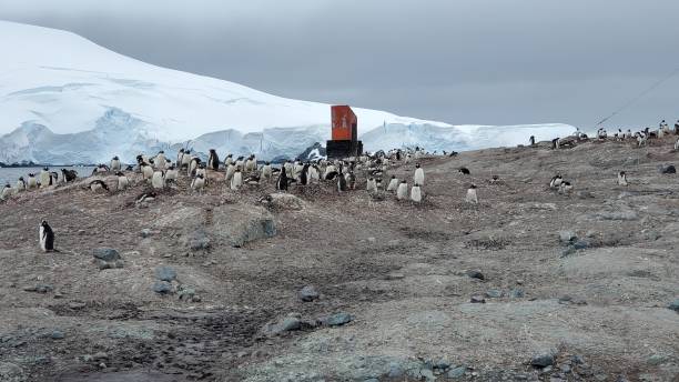 istock Mikkelsen Harbor, Antarctica 1405508053