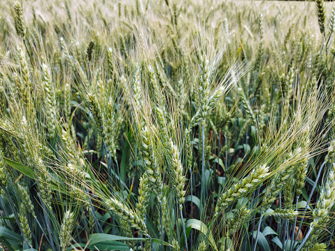 A field with green spikelets of wheat for the whole frame. The background is blurry