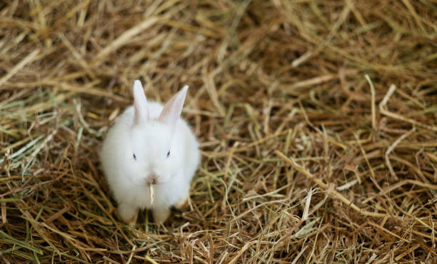 istock rabbit, bunny pet with blur background, animals 1405508943