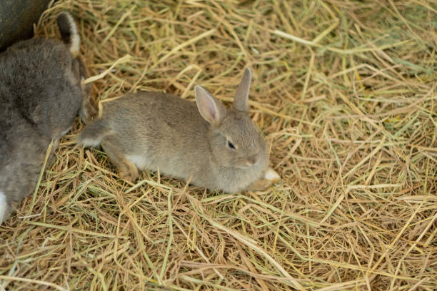 istock rabbit, bunny pet with blur background, animals 1405508945