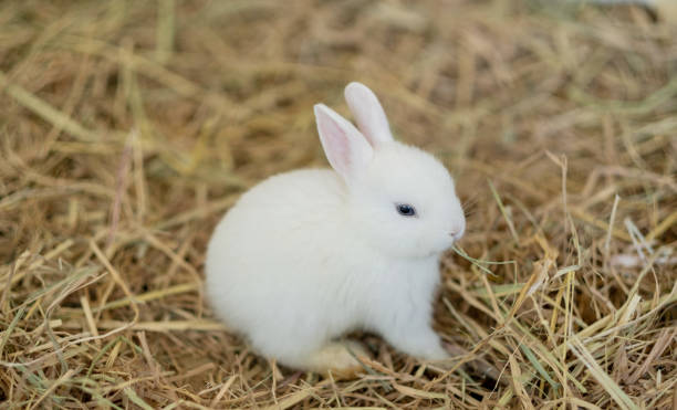 istock rabbit, bunny pet with blur background, animals 1405508949