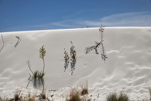 Soaptree Yucca Plants at White Sands National Park in New Mexico