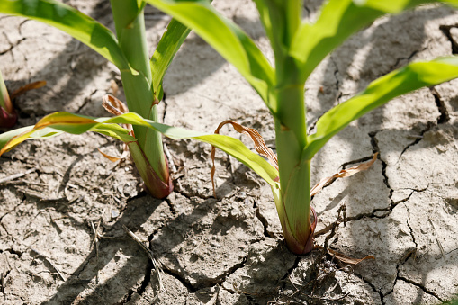 Corn plant in cracked dirt, drought.