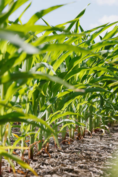 istock Corn plant in cracked dirt, drought. 1405511501