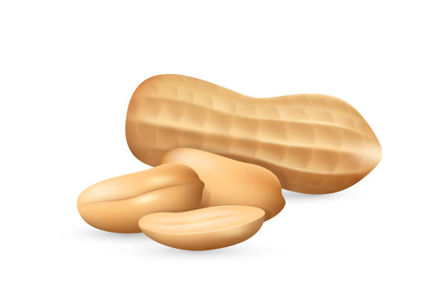 istock Peanut in shell realistic icon. Groundnut peeled and unpeeled. Monkey nut or goober, bean 1405511627