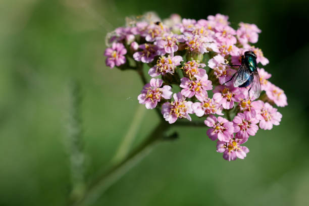 Yarrow flower with housefly on it. Achillea