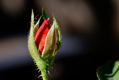 Miniature Rose bud
