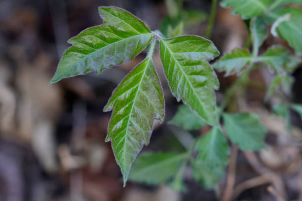 Dangerous Red Mature Poison Oak Leaf Surrounded With New Green Poison Oak Leaves Close Up For Plant Identification