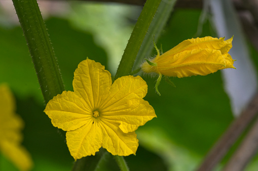 Cucumbers is very popular vegetable in summer. Cucumber flower is beautiful. When people saw the flowers of cucumbers, they knew delicious fruit coming on the way.