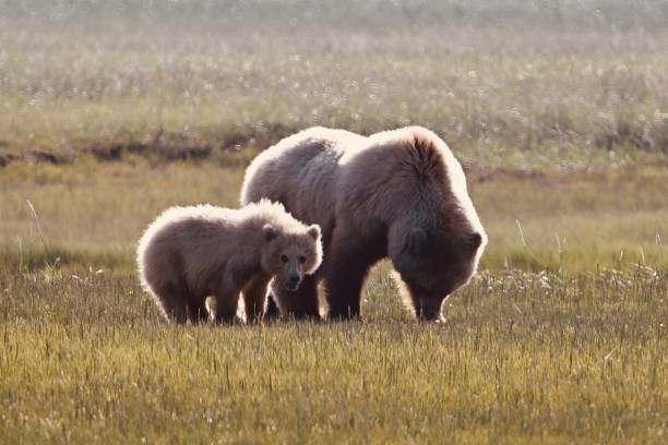 Brown bear and mother sunlit Hallo bay, Katmai national park - brown cub looks at camera, mother eats - sun behind katmai peninsula stock pictures, royalty-free photos & images