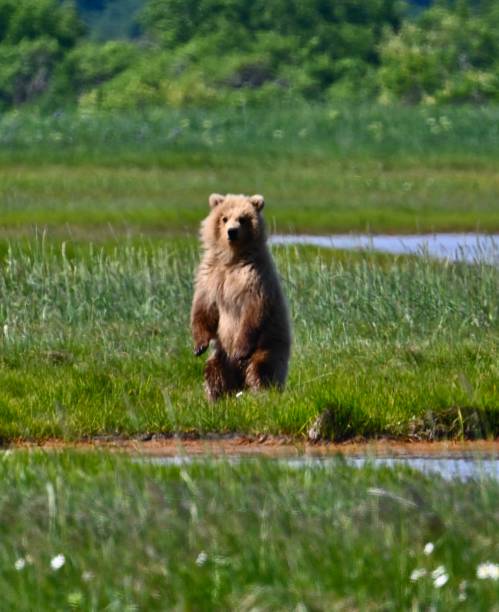 istock Brown bear stands to see camera 1405516297