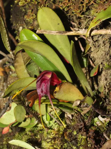 Photo of Tropical orchid Masdevallia rolfeana from cloud forests of Costa Rica