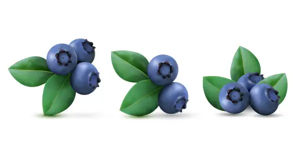 Vector illustration of Blueberry set, lying heaps of berries with leaves