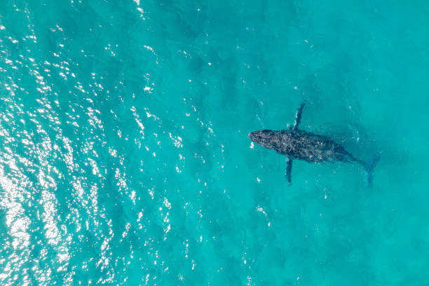 Aerial view looking down at a wild humpback whale swimming in beautiful aquamarine water in the Pacific Ocean off the coast of Hawaii.