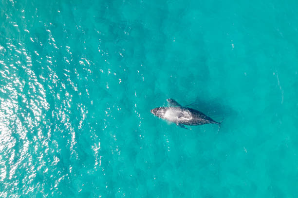 istock Whale spraying water from blowhole while swimming with calf in ocean 1405520610