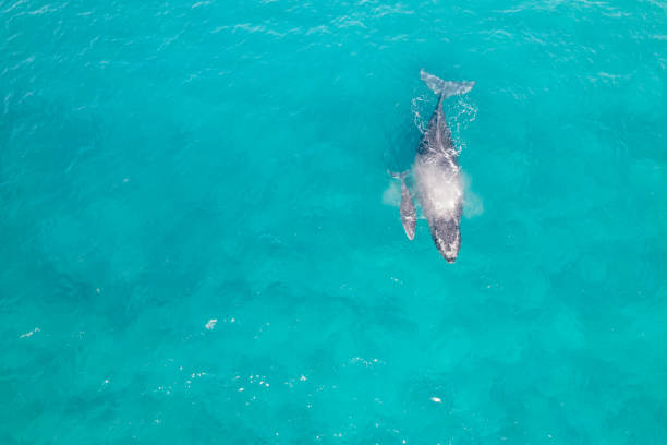 istock Whale spraying water from blowhole while swimming with calf in ocean 1405520611