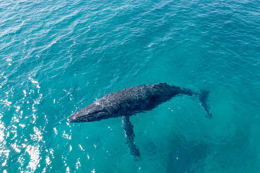 Aerial view looking down at a wild humpback whale swimming in beautiful aquamarine water in the Pacific Ocean off the coast of Hawaii.